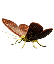 Mariposa