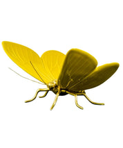 Mariposa