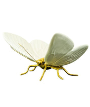 Mariposa