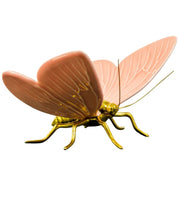 Mariposa