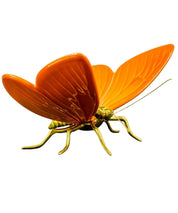 Mariposa