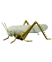 Grillo