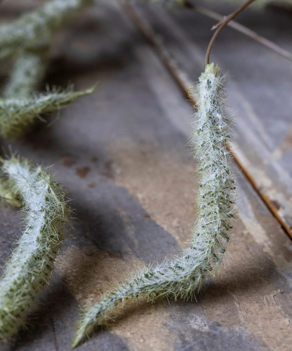Artificial Trailing Catkin