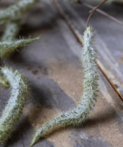 Artificial Trailing Catkin