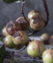 Artificial Rosehip Dappled